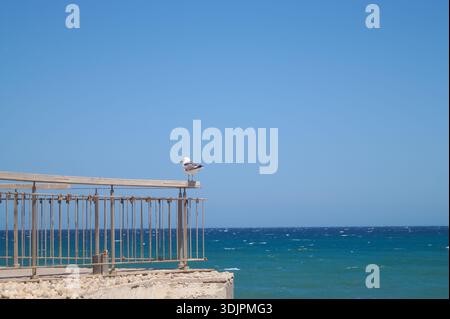 Lonely seagull standing on the sea shore in Heraklion, Crete. Stock Photo