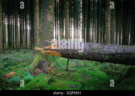 A fallen pine tree in a dense pine forest Stock Photo