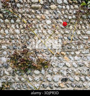 Single red rose blooming amidst thorny stems and ivy on a flint pebble wall of a coastal cottage in England. Stock Photo