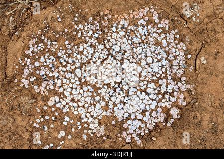 Organic texture of hoary cobblestone lichen or cracken lichen (Acarospora strigata) Stock Photo