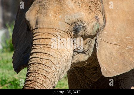 A close-up view of an elephant's head showcases its textured skin and prominent features, emphasizing wildlife conservation at Ukumarí Park, Colombia. Stock Photo