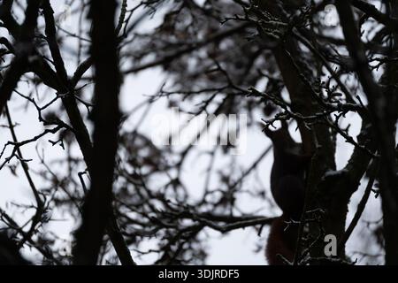 A squirrel is sitting on a tree branch. The branch is covered in snow. The tree is surrounded by other branches Stock Photo