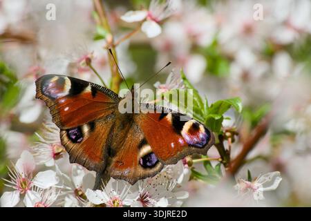 Peacock butterfly sitting on the white cherry plum flower close-up Stock Photo
