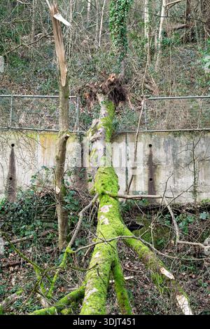 A large tree has fallen across a path, its roots exposed and moss covering its trunk. The area is cordoned off with red and white tape, indicating a s Stock Photo