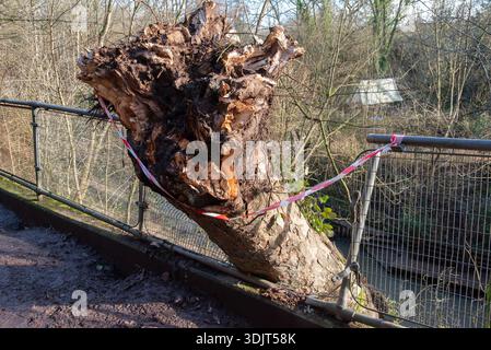 A large tree has been uprooted and fallen onto a fence, with red and white tape cordoning off the area. The cause is likely strong winds or erosion. Stock Photo