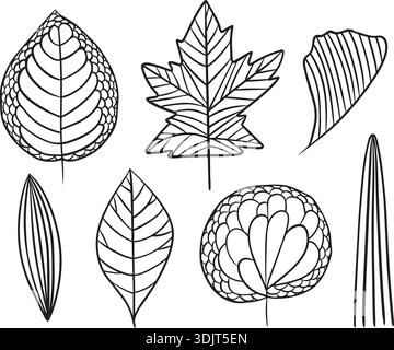 Vector isolated illustration of a set of leaf venation types. Leaf morphology Stock Vector