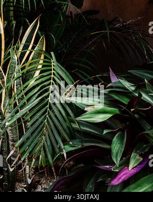 Moody close-up of layered tropical foliage with palm, snake plant, and deep green leaves in Tulum, Mexico. Stock Photo