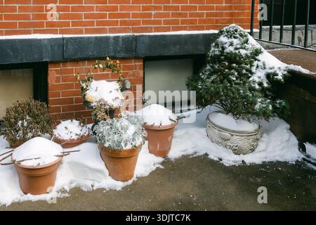 Snow lies on potted plants next to a brick wall during winter. The sun shines on the scene. Stock Photo