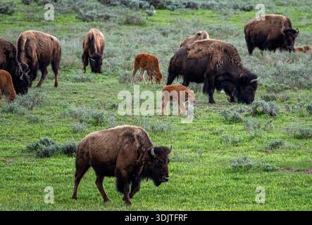 North American Bison and young calves grazing in the Hayden Valley, Yellowstone Park, Wyoming USA. Stock Photo