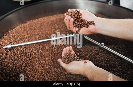 Close-up of male hands holding freshly roasted coffee beans while checking roasting quality. Drum of a professional coffee roasting machine filled wit Stock Photo
