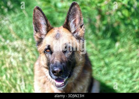 German Shepherd Dog Stock Photo