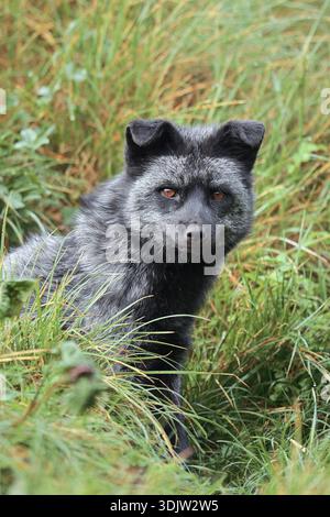 Red fox, silver phase or silver fox (Vulpes vulpes), captive, Germany Stock Photo