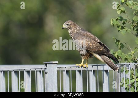 Common buzzard (Buteo buteo) sitting on a metal fence, North Rhine-Westphalia, Germany Stock Photo