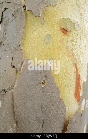 Platanus Ã— acerifolia or common plane tree (Platanus Ã—hispanica, Platanus Ã— acerifolia), tree bark, North Rhine-Westphalia, Germany Stock Photo