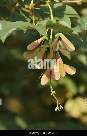 Field maple (Acer campestre), branch with fruit, North Rhine-Westphalia, Germany Stock Photo