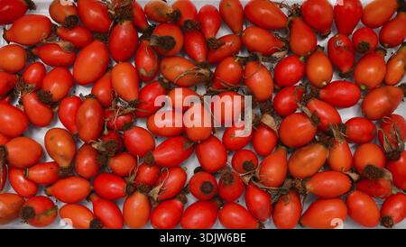 Rosa canina rosehip fruits texture nature background Stock Photo