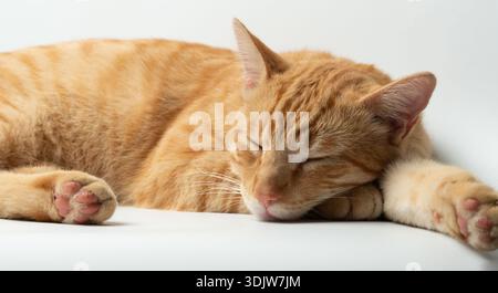 Orange cat rests with closed eyes on a white surface inside a home during the day. Its paws stretch out while it naps peacefully. Stock Photo