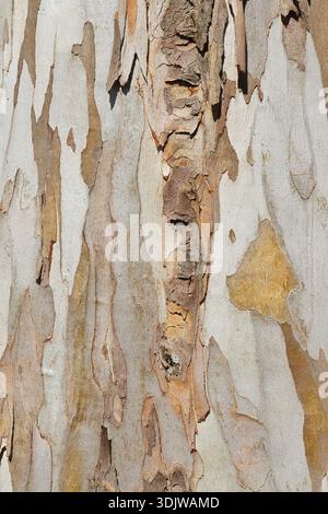 Tasmanian blue gum or common eucalyptus (Eucalyptus globulus), detail of the trunk, Algarve, Portugal Stock Photo