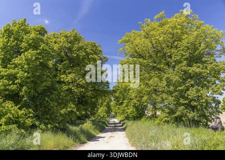 Path through the 200-year-old avenue of lime trees, mainly winter lime trees (Tilia cordata) between Lauske and Nostitz, natural monument, Weissenberg Stock Photo