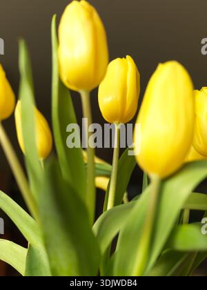 Close up of yellow tulips on a dark background with shallow focus in natural light Stock Photo