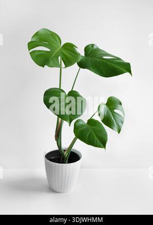 Monstera deliciosa or Swiss Cheese plant featuring broad green leaves in a white ceramic pot, positioned on a flat surface with a minimalistic white b Stock Photo