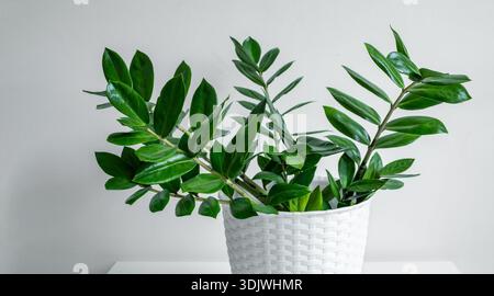 Zamioculcas, or zamiifolia zz plant featuring glossy green leaves arranged in a white woven basket on a light-colored table with a plain wall backdrop Stock Photo