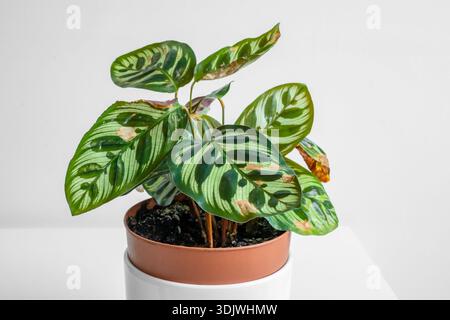 A diseased Calathea plant with brown spots on the leaves in a terracotta  pot on a white table, concept of caring for houseplants Stock Photo - Alamy