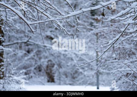 Close-up texture of snow-covered branches in a winter forest. Stock Photo