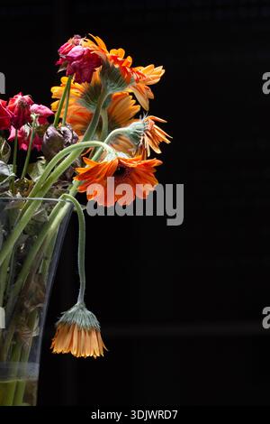 A moody floral arrangement featuring vibrant orange gerberas and wilted roses in a glass vase. Dramatic lighting emphasizes textures against black. Stock Photo
