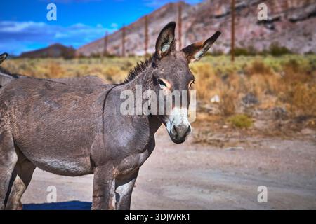 Wild Burro in Desert Landscape with Mountains and Dry Grass Nevada Stock Photo