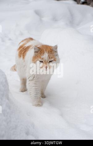 Ginger and white cat walks through deep fresh snow, soft fur and focused gaze stand out against a clean white winter background Stock Photo