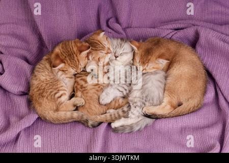 Top view of four ginger and grey kittens curled up together, sleeping soundly on a soft purple textured knit background. Cozy atmosphere of pet friend Stock Photo