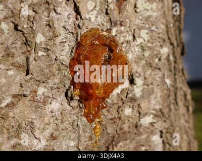 Amber-coloured resin or gum oozing from the bark of a tree in a proces known as gummosis. Stock Photo