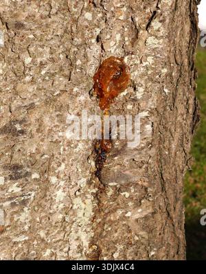 Amber-coloured resin or gum oozing from the bark of a tree in a proces known as gummosis. Stock Photo