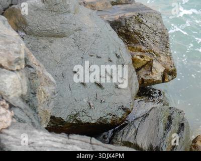 Crabs clustered on a rock by the ocean Stock Photo