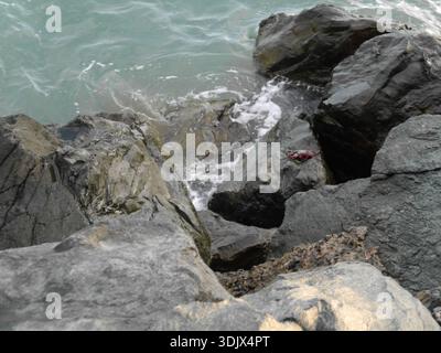 Crabs clustered on a rock by the ocean Stock Photo