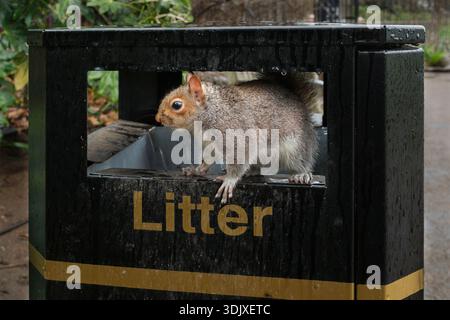 A squirrel climbs out of a rubbish bin and searches for scraps, a symbolic image of wild animals adapting to life in the city. Stock Photo