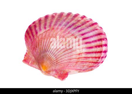 Scallops isolated on a white background, very fresh Stock Photo