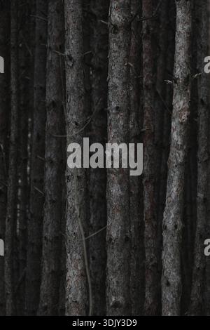 Pinewood forest tree trunks, selective focus on one tree Stock Photo