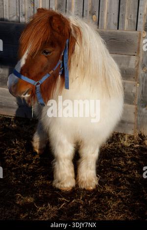 A small red and white minature pony in south Tyrol near Klobenstein or Collolbo -  Italy Stock Photo