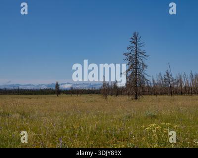 Kawuneeche Valley with Rocky Mountains in the background and with standing dead pine trees from a forest fire in 2020. Wildflowers are in the foregrou Stock Photo