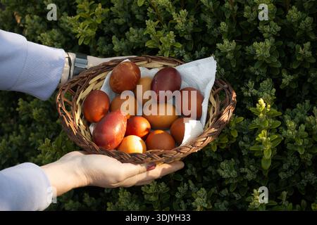 A woven basket overflows with beautifully colored Easter eggs, presented by two pairs of hands amidst vibrant green bushes Stock Photo