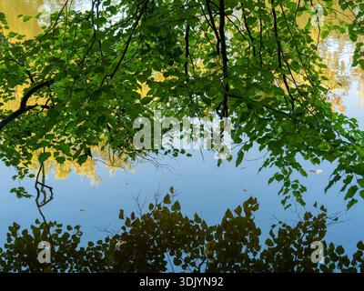 Vibrant green foliage and branches reflected on the water Stock Photo