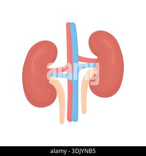 Human kidney organs vector illustration. Simple isolated kidneys design for medicine, biology, medical infographic, app, website and healthcare concep Stock Vector