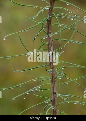 Small water drops on a sapling Tamarac tree Stock Photo