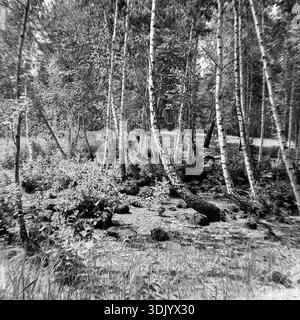Brysino, Donetsk region, Ukraine, USSR - 1970s. An artistic monochrome archival photograph capturing a wild birch grove in the middle of spring. The trees have fresh leaves, indicating the warm season. The trunks are curved and leaning, creating a dynamic and textured composition. The ground is covered with dense grass and bushes, illuminated by dappled sunlight. This authentic black and white image conveys the vibrant beauty of the awakening nature and preserves the atmosphere of the peaceful Donbas countryside landscape during the Soviet era. Stock Photo