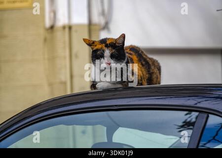 Calico cat resting on a black car roof in Athens. Feline, stray animal, tortoiseshell tabby. Urban wildlife portrait in Greece. Stock Photo