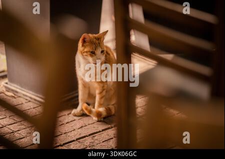 Orange and white stray cat sitting on a brick pavement outdoors in warm natural light. Stock Photo