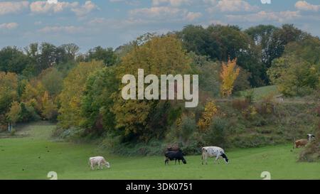 Cows Grazing at Golden Hour – Autumn Pasture Under a Dramatic Sky Stock Photo
