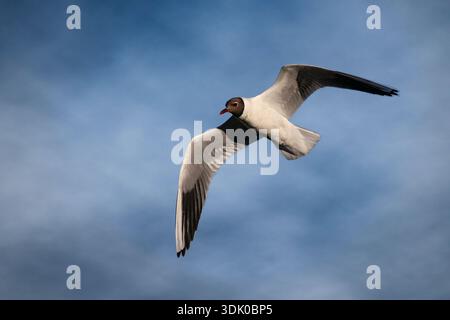 black headed gull in flight close up Stock Photo